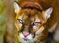 Parque Chico Mendes: um dos 100 destinos mais sustentáveis do mundo e lar para mais de 270 animais no Acre