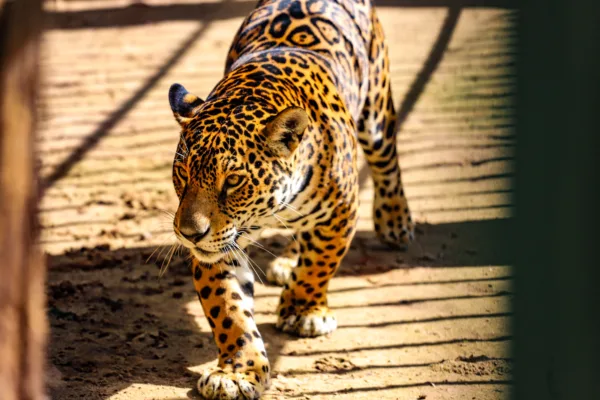 Parque Chico Mendes: um dos 100 destinos mais sustentáveis do mundo e lar para mais de 270 animais no Acre