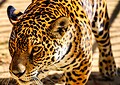 Parque Chico Mendes: um dos 100 destinos mais sustentáveis do mundo e lar para mais de 270 animais no Acre