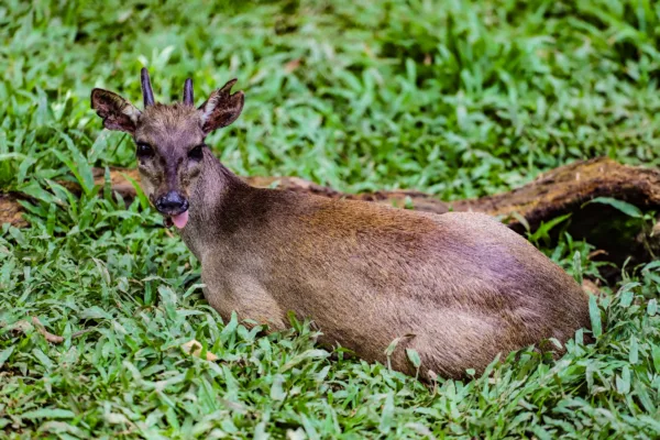 Parque Chico Mendes: um dos 100 destinos mais sustentáveis do mundo e lar para mais de 270 animais no Acre