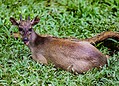 Parque Chico Mendes: um dos 100 destinos mais sustentáveis do mundo e lar para mais de 270 animais no Acre