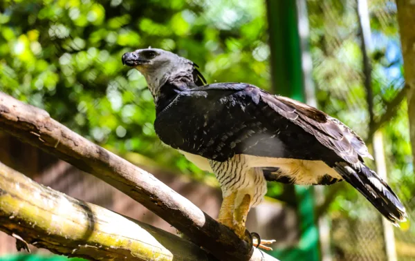 Parque Chico Mendes: um dos 100 destinos mais sustentáveis do mundo e lar para mais de 270 animais no Acre