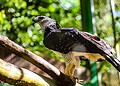 Parque Chico Mendes: um dos 100 destinos mais sustentáveis do mundo e lar para mais de 270 animais no Acre
