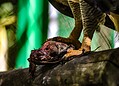 Parque Chico Mendes: um dos 100 destinos mais sustentáveis do mundo e lar para mais de 270 animais no Acre