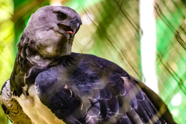 Parque Chico Mendes: um dos 100 destinos mais sustentáveis do mundo e lar para mais de 270 animais no Acre