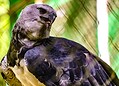 Parque Chico Mendes: um dos 100 destinos mais sustentáveis do mundo e lar para mais de 270 animais no Acre