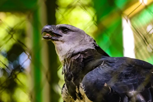 Parque Chico Mendes: um dos 100 destinos mais sustentáveis do mundo e lar para mais de 270 animais no Acre