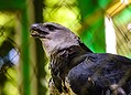 Parque Chico Mendes: um dos 100 destinos mais sustentáveis do mundo e lar para mais de 270 animais no Acre