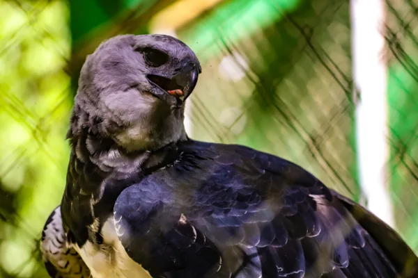 Parque Chico Mendes: um dos 100 destinos mais sustentáveis do mundo e lar para mais de 270 animais no Acre