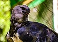 Parque Chico Mendes: um dos 100 destinos mais sustentáveis do mundo e lar para mais de 270 animais no Acre