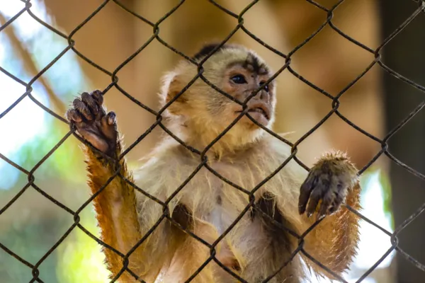 Parque Chico Mendes: um dos 100 destinos mais sustentáveis do mundo e lar para mais de 270 animais no Acre