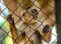 Parque Chico Mendes: um dos 100 destinos mais sustentáveis do mundo e lar para mais de 270 animais no Acre