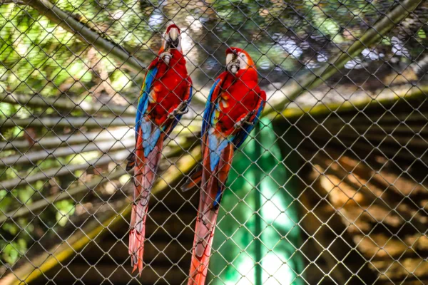 Parque Chico Mendes: um dos 100 destinos mais sustentáveis do mundo e lar para mais de 270 animais no Acre