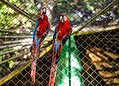 Parque Chico Mendes: um dos 100 destinos mais sustentáveis do mundo e lar para mais de 270 animais no Acre