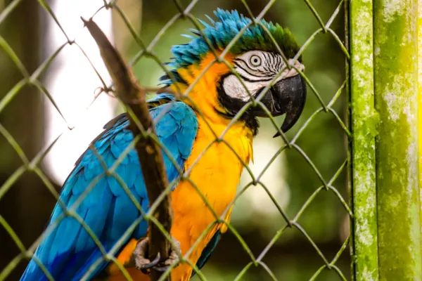 Parque Chico Mendes: um dos 100 destinos mais sustentáveis do mundo e lar para mais de 270 animais no Acre