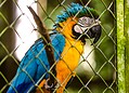 Parque Chico Mendes: um dos 100 destinos mais sustentáveis do mundo e lar para mais de 270 animais no Acre