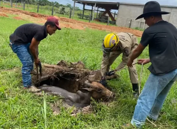 VÍDEO: Bombeiros resgatam bezerro que caiu em fossa no Acre