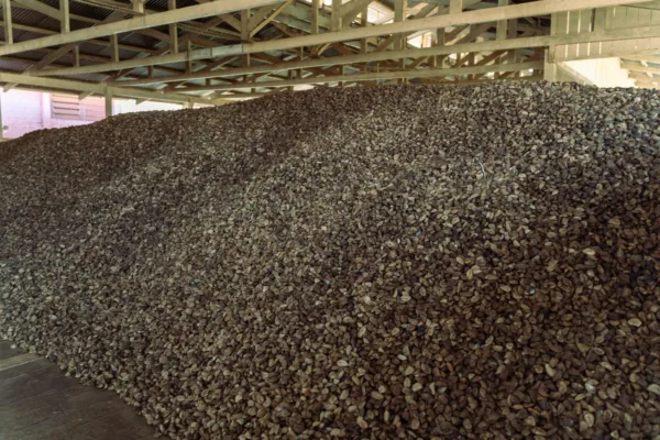 Festival Internacional da Castanha da Amazônia será realizado em Epitaciolândia de 21 a 23 de fevereiro