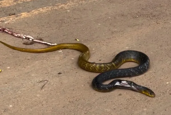 VÍDEO: Cobra é atropelada ao tentar atravessar estrada Irineu Serra em Rio Branco