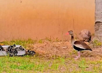 Bocalom compartilha vídeo de marrecos que nasceram em seu quintal: 'privilégio de fazer parte dessa história' 5 Foto: Reprodução/Instagram
