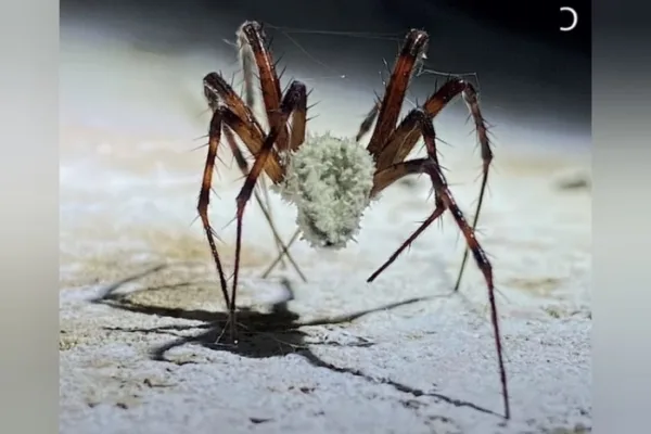 Cientistas descobrem fungo capaz de transformar aranhas em zumbis