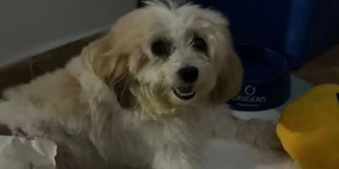 Cachorro Pelado é autor de processo judicial contra a prefeitura de João Pessoa (PB)) • Reprodução