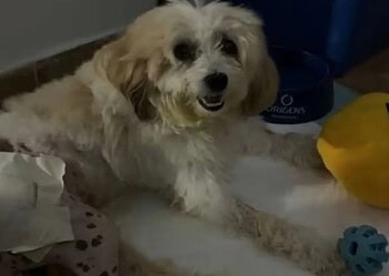 Cachorro Pelado é autor de processo judicial contra a prefeitura de João Pessoa (PB)) • Reprodução