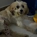 Cachorro Pelado é autor de processo judicial contra a prefeitura de João Pessoa (PB)) • Reprodução