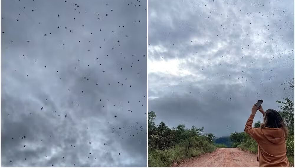 Vídeo que mostra "chuva de aranhas" em São Tomé das Letras viralizou nas redes sociais — Foto: Arquivo pessoal