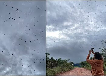 Vídeo que mostra "chuva de aranhas" em São Tomé das Letras viralizou nas redes sociais — Foto: Arquivo pessoal