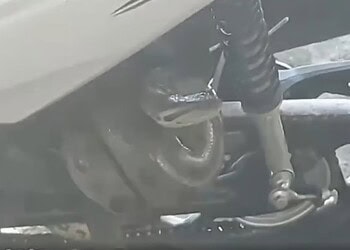 Sucuri de 2m enrolada em moto é capturada em frente a escola. Vídeo