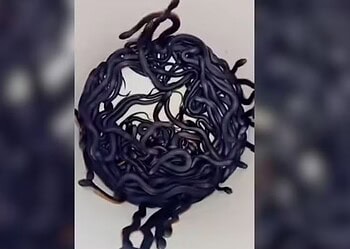 Tratador de répteis remove 102 cobras venenosas de uma única residência na Austrália — Foto: Reptile Relocation Sydney/Facebook/Reprodução