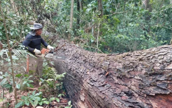 Operações reforçam fiscalização do ICMBio na Reserva Chico Mendes