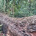 Operações reforçam fiscalização do ICMBio na Reserva Chico Mendes