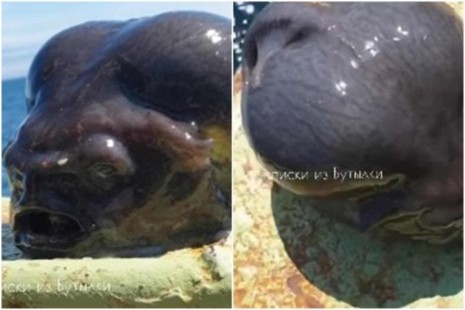 O animal tem o formato com a de uma "cabeça de alienígena" - (crédito: Reprodução/Instagram/@rfedortsov_official_conta