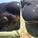 O animal tem o formato com a de uma "cabeça de alienígena" - (crédito: Reprodução/Instagram/@rfedortsov_official_conta