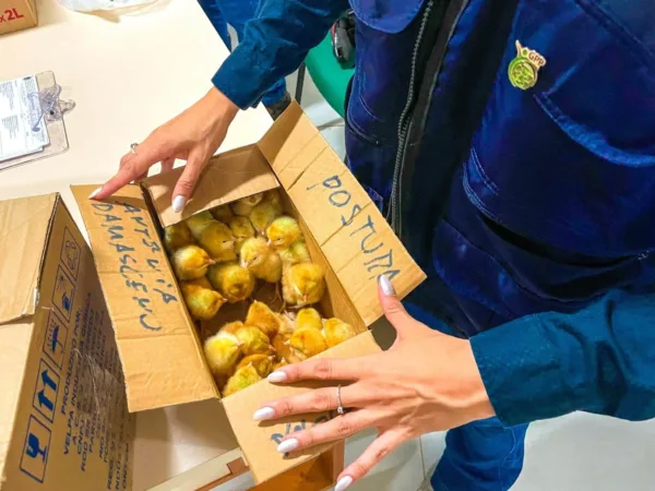 Governo do Acre convoca produtores rurais para entrega de pintos caipiras