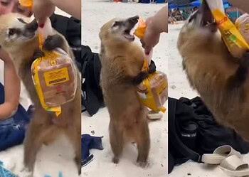 Quati disputou pacote de sanduíches com turista na Ilha do Campeche, em Florianópolis — Foto: Redes sociais/ Reprodução