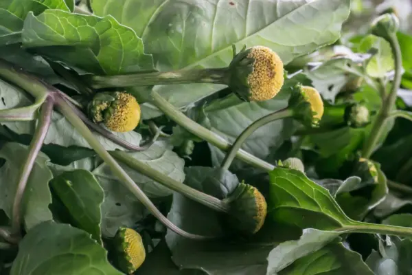 Lubrificante íntimo feito de jambu vira tendência; saiba como usar e cuidados