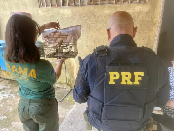 Condutor é detido por crime ambiental; PRF resgatou ave silvestre