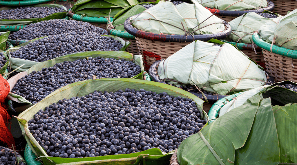Lançamento do Selo de Indicação Geográfica do Açaí de Feijó reforça a identidade e qualidade do produto
