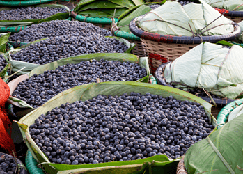 Lançamento do Selo de Indicação Geográfica do Açaí de Feijó reforça a identidade e qualidade do produto