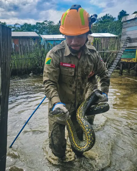 FOTOS: Sucuri é encontrada dentro de galinheiro no Acre e bombeiros são acionados 1 FOTOS: Sucuri é encontrada dentro de galinheiro no Acre e bombeiros são acionados