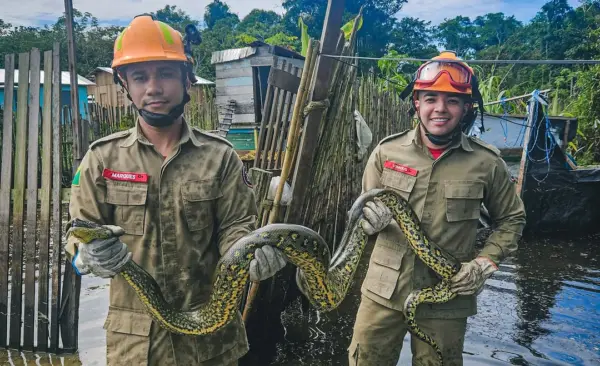 FOTOS: Sucuri é encontrada dentro de galinheiro no Acre e bombeiros são acionados