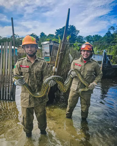 FOTOS: Sucuri é encontrada dentro de galinheiro no Acre e bombeiros são acionados 3 FOTOS: Sucuri é encontrada dentro de galinheiro no Acre e bombeiros são acionados