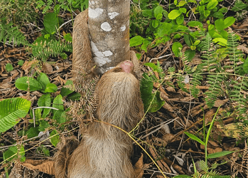 Foto: Corpo de bombeiros