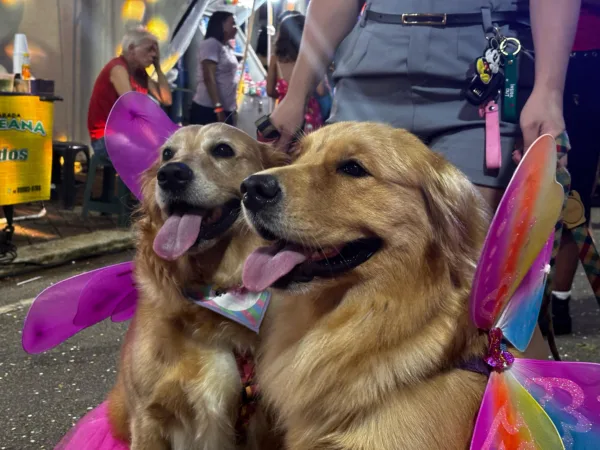 Foliões lotam Passarela do Samba na segunda noite do Carnaval da Família; VEJA FOTOS