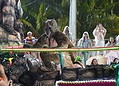6 é D+ e Unidos do Fuxico fecham apresentações dos blocos carnavalescos