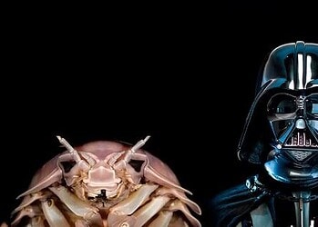 Comparativo entre o crustáceo recém-descoberto no Vietnã e o vilão de Star Wars — Foto: Reprodução