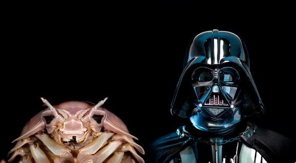 Comparativo entre o crustáceo recém-descoberto no Vietnã e o vilão de Star Wars — Foto: Reprodução